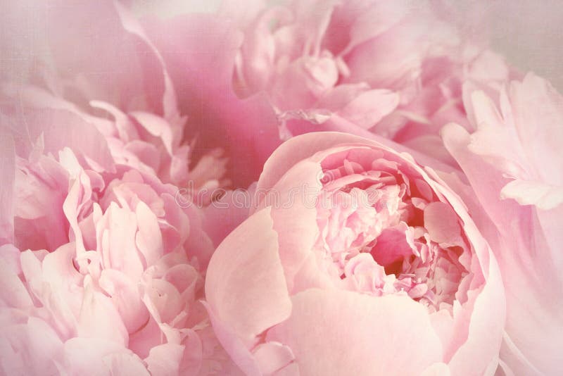Closeup z pivónia, kvety s mäkké filtrované vzhľad.