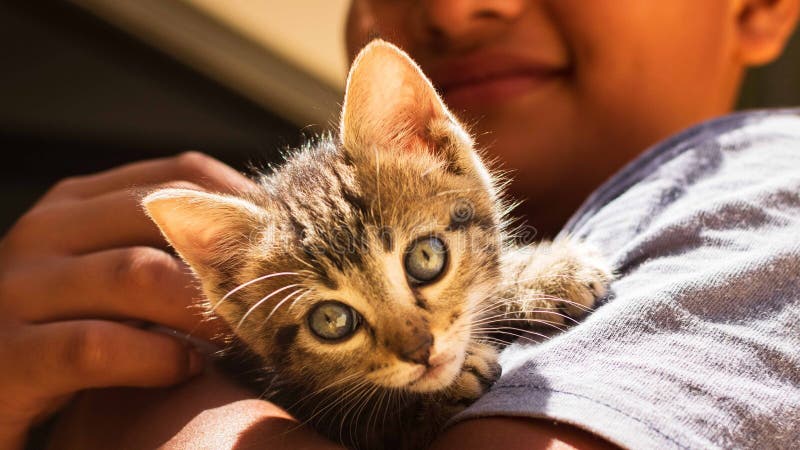 Closeup of a Person Holding a Small, Fluffy Kitten in His Arms Stock