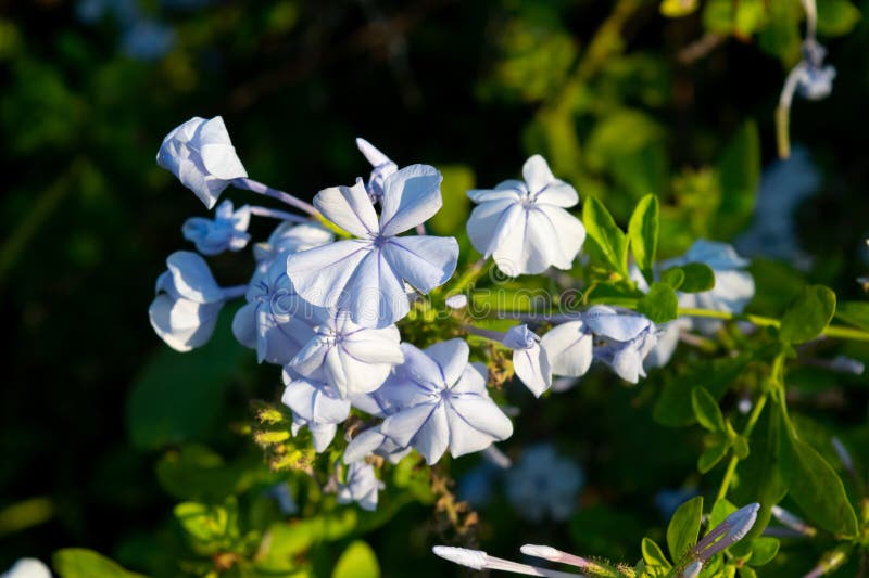 Blue Jasmine Flowers Natural Bouquet Stock Photo Image of flower