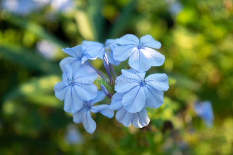 Blue Jasmine Flowers Natural Bouquet Stock Photo Image of flower
