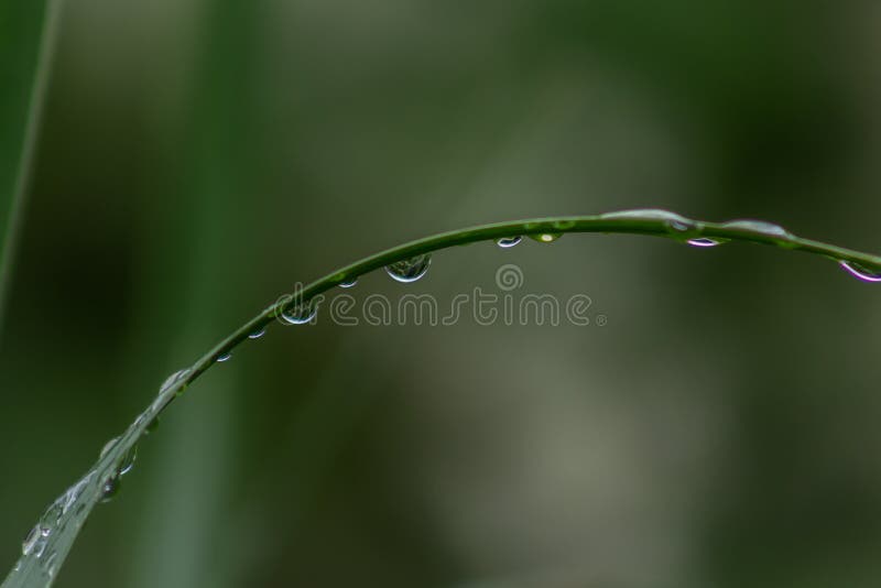 Fresh rain drops on green leaves. Closeup photo of fresh rain drops on green leaves after summer rain royalty free stock photography