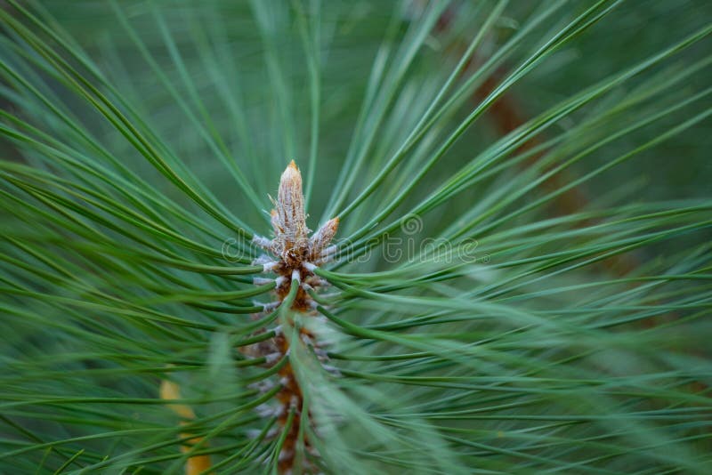 Closeup Photo of Green Needle Pine Tree. Blurred Pine Needles in