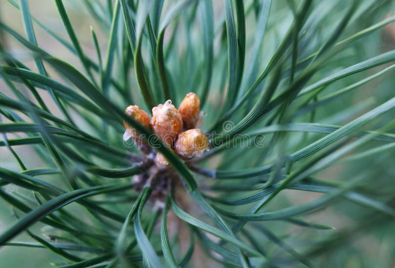 Closeup photo of green needle pine tree Small pine cones at the end of branches. Blurred pine needles in background stock photos
