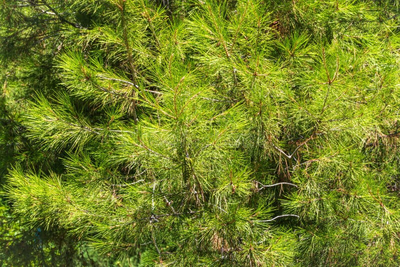 Closeup photo of green needle pine tree. Small pine cones at the end of branches. Blurred pine needles in background royalty free stock photos