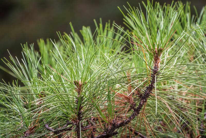 Closeup photo of green needle pine tree. Small pine cones at the end of branches. Blurred pine needles in background stock photo