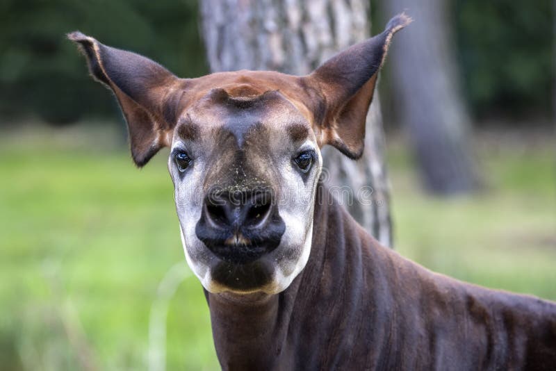 Okapi Wildlife Reserve Stock Photos - Free & Royalty-Free Stock Photos from  Dreamstime