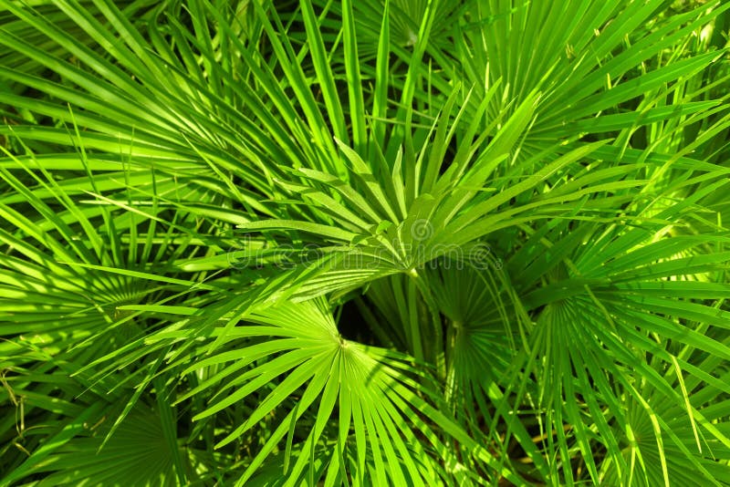 Closeup photo of a palm tree