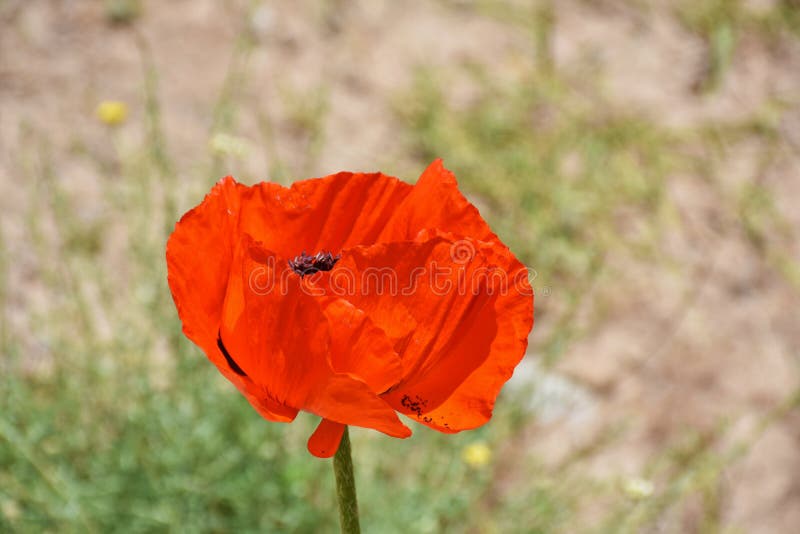 Papaver lasiothrix wild poppy flower , flora Iran