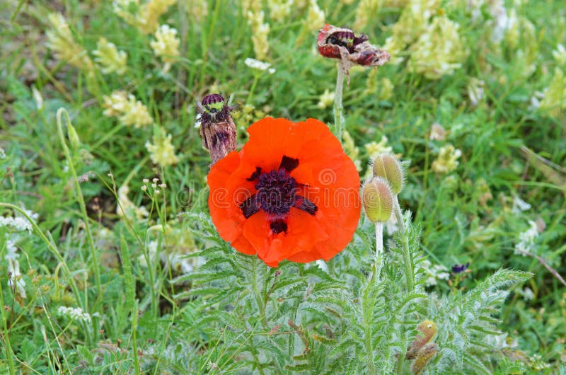 Papaver lasiothrix wild poppy flower , flora Iran