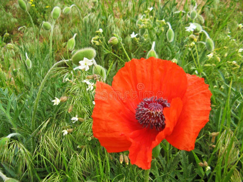 Papaver orientale wild poppy flower , flora Iran