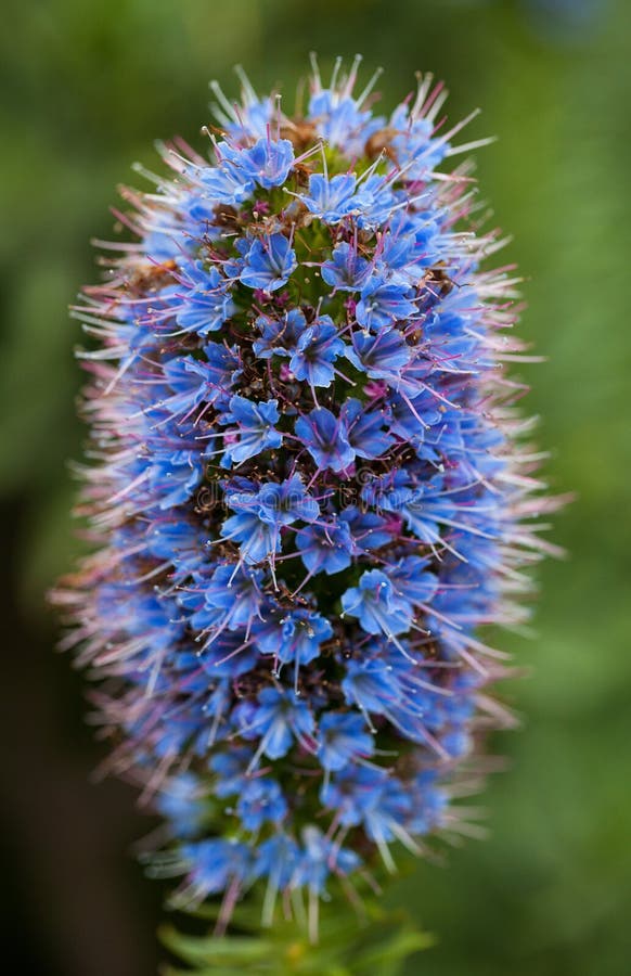 Closeup photo purple Pride of Madeira Flower with stamens