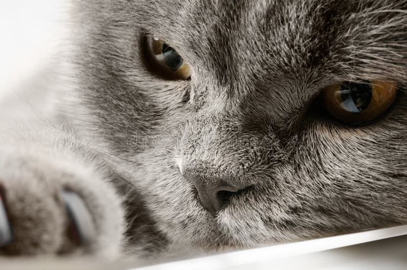 Closeup photo of a quiet British cat