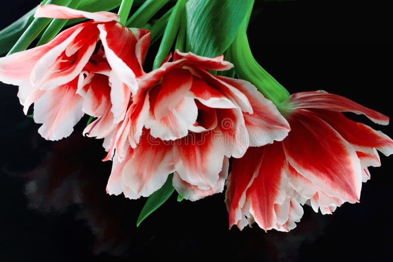 Closeup photo of red tulip, abstract floral background. Spring time nature detail. A bunch of tulips on a black background. An stock photos Closeup photo of red tulip, abstract floral background. Spring time nature detail. A bunch of tulips on a black background. An stock photos