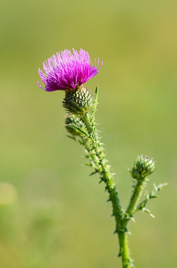 Closeup Photo of a Thistle Wildflower Stock Photo Image of plant