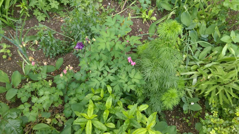 Fresh Spring flowers in garden. Fresh Spring flowers in garden