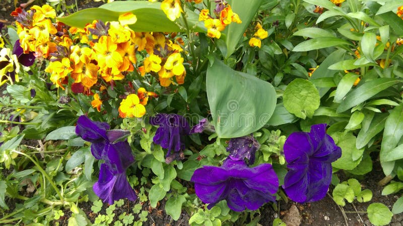 Fresh Spring flowers in garden. Fresh Spring flowers in garden