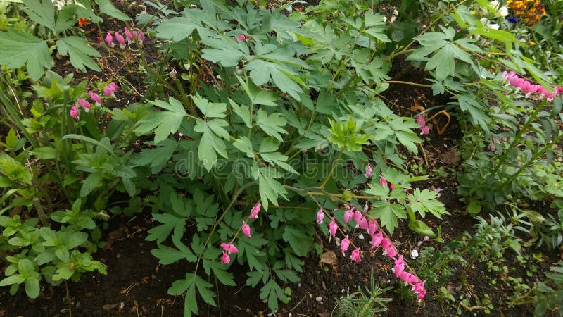 Fresh Spring flowers in garden. Fresh Spring flowers in garden