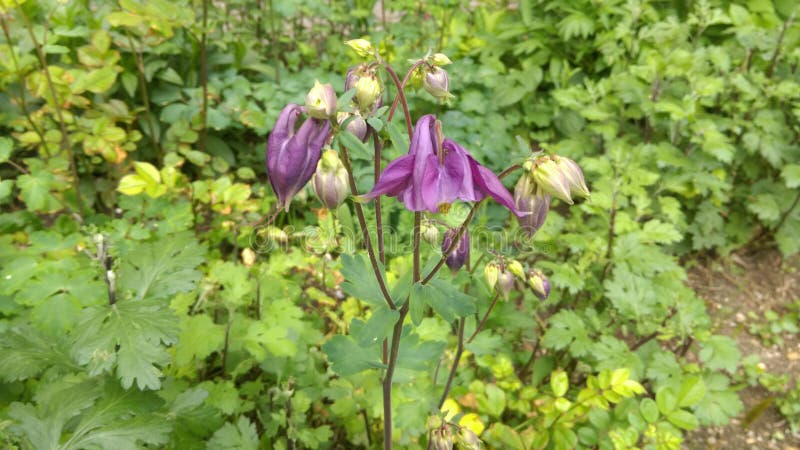 Fresh Spring flowers in garden. Fresh Spring flowers in garden