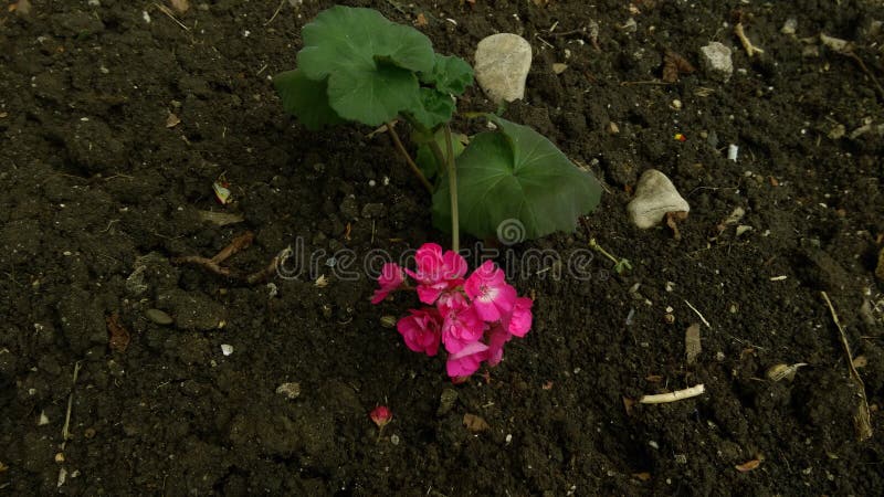 Fresh Spring flowers in garden. Fresh Spring flowers in garden