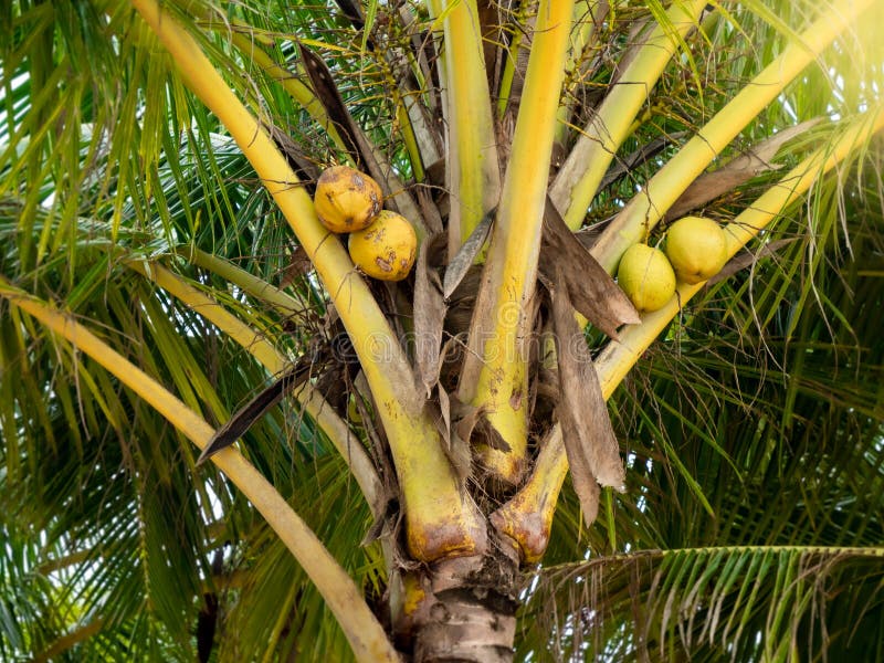 Closeup Photo of Yellow Tasty Coconuts Growing on Palm Tree in Jungle ...