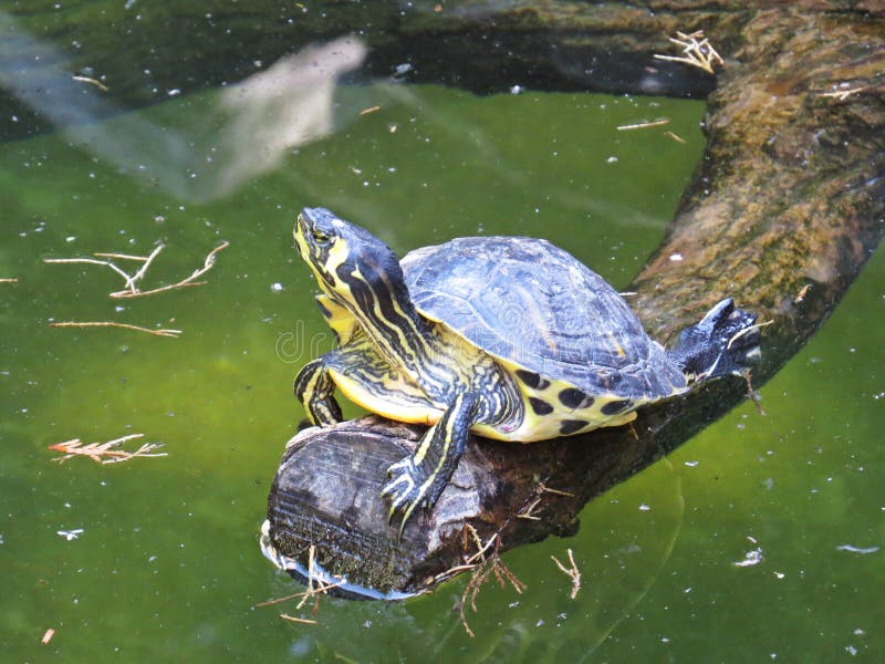 Closeup Picture of One Isolated Turtle on Tree Branch during Sunny Day
