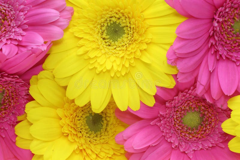 Closeup Pictured of Transvaal Daisy Stock Image Image of fills, flower 46483825