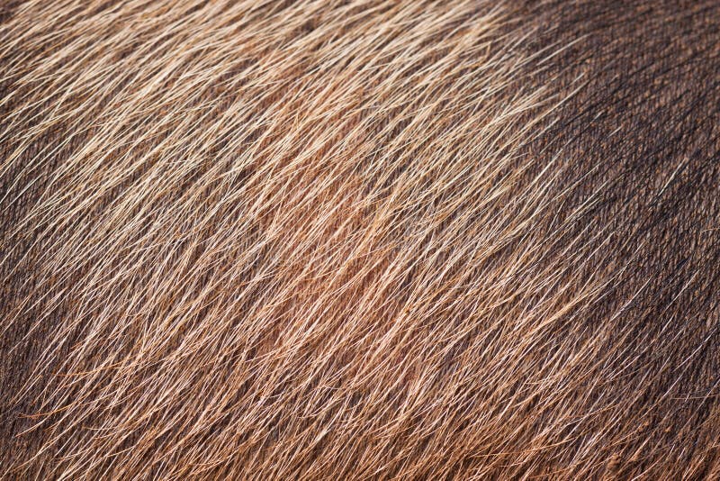 Closeup of pig skin and hair stock photography Closeup of pig skin and hair stock photography