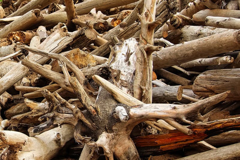 Pile of Bleached Driftwood Logs at Flagstaff Lake, Maine. Stock Image