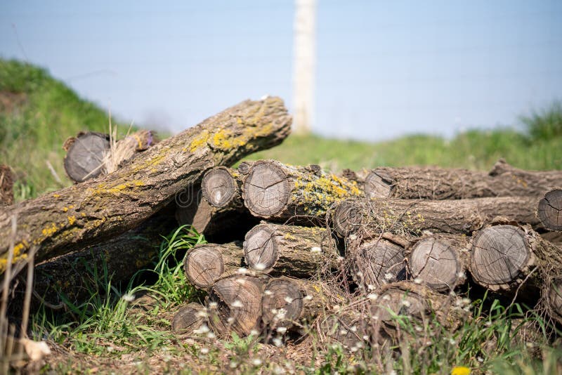 Pile of Logs in the Backyard Stock Image Image of household, abstract
