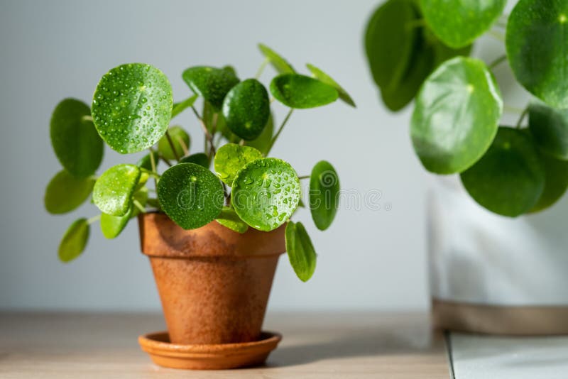 Pilea peperomioides in terracotta pot at home. Chinese money plant with water drops on leaves