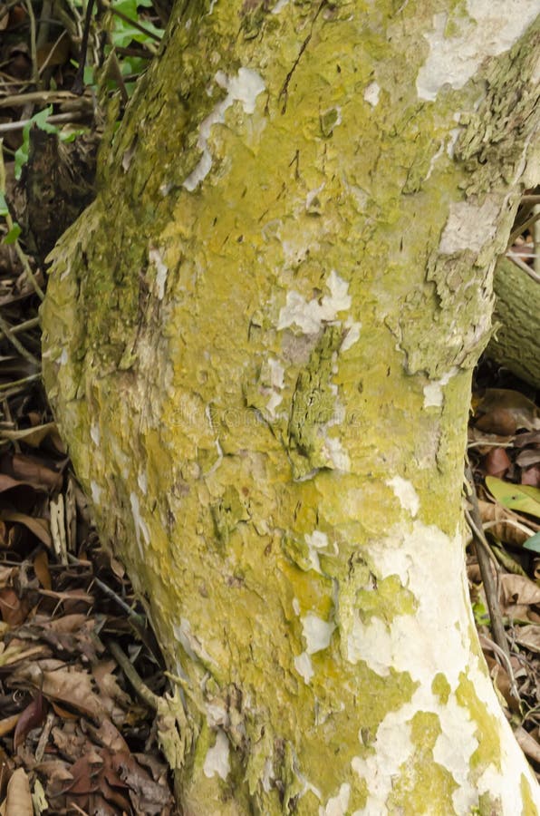 Closeup of Pimento Tree with Algae Stock Photo Image of foliose