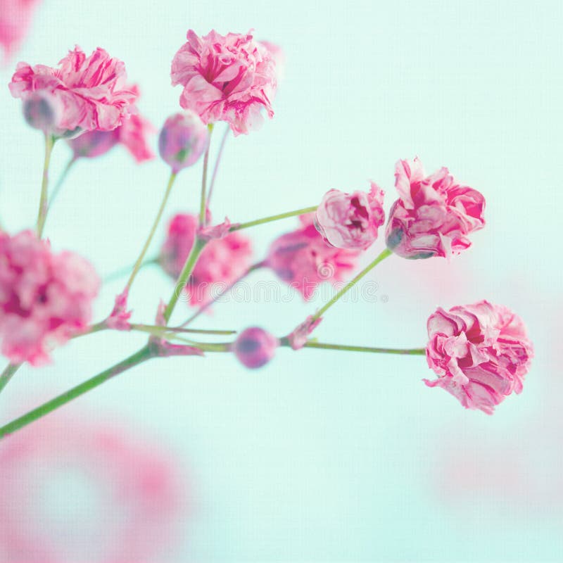 Closeup Of Pink Baby S Breath Flowers Stock Photo - Image ...