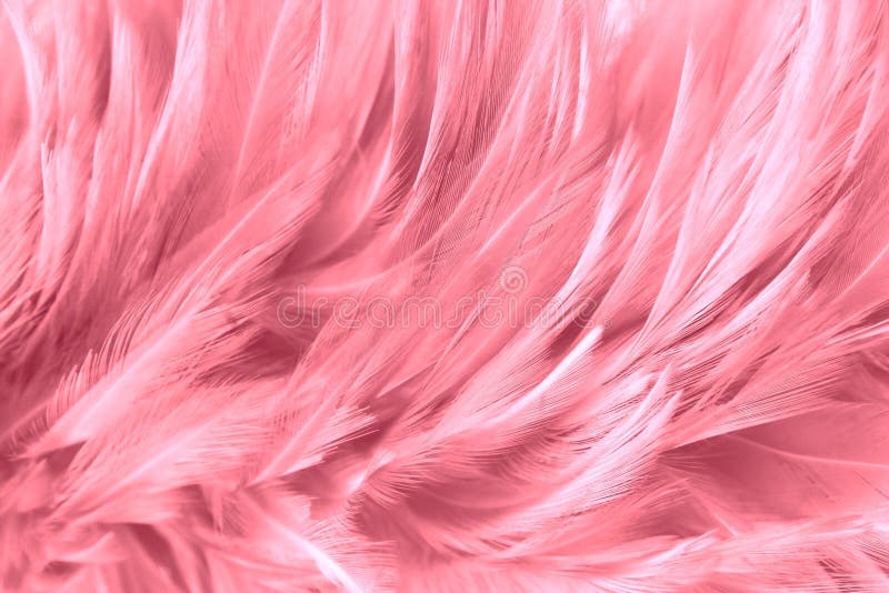 Pink feathers background Stock Photo