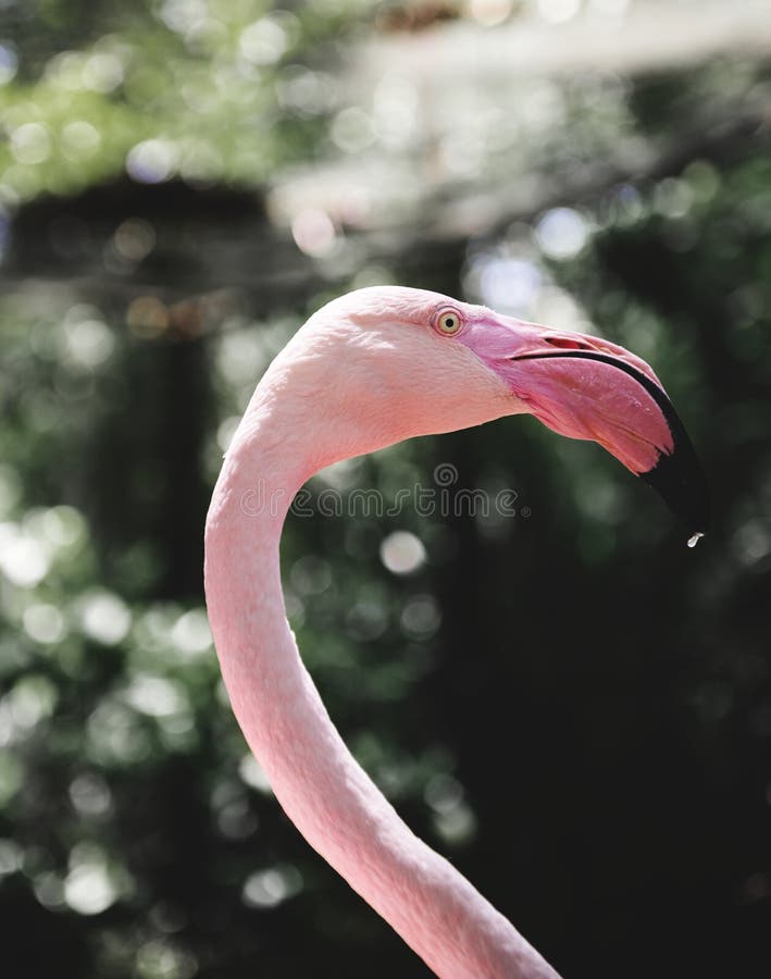 Closeup of pink flamingo bird at the zoo stock photo