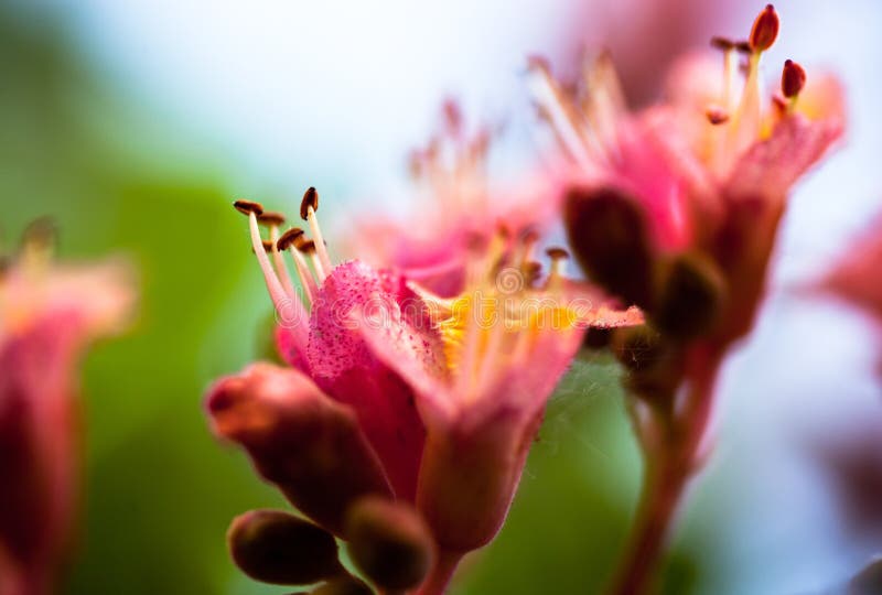Closeup of Pink Flowers of the Horsechestnut Tree Stock Photo Image