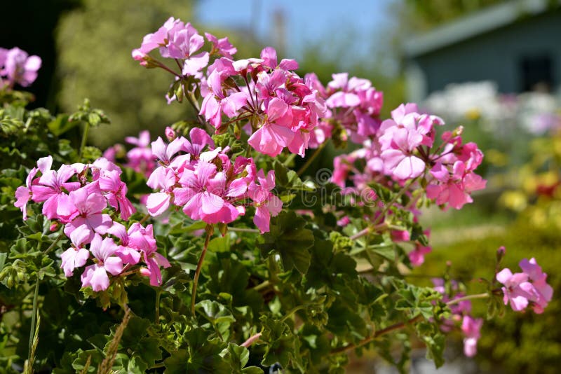 Closeup Pink geranium blommor royaltyfri fotografi