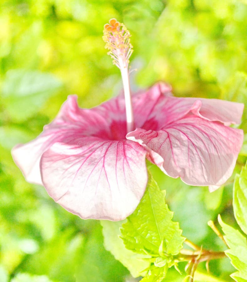 Pink Hibiscus flower stock photo. Image of closeuppink - 130069524