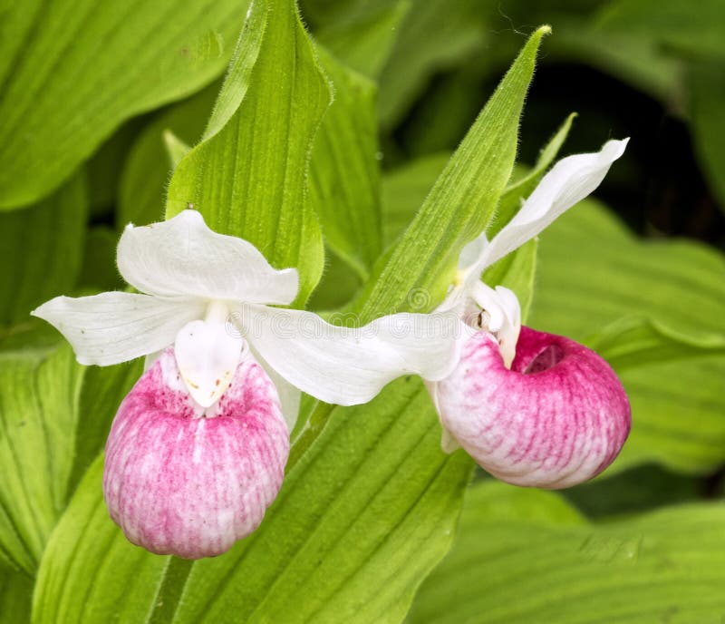 Closeup Pink ladppers wilppers wildblomma på skogsgolv under sommaren royaltyfria bilder