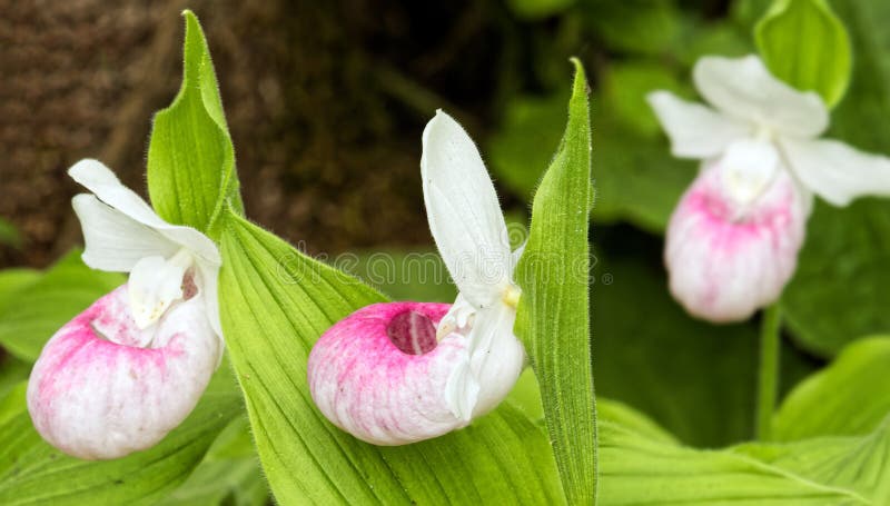 Closeup Pink ladppers wilppers wildblomma på skogsgolv under sommaren arkivbilder