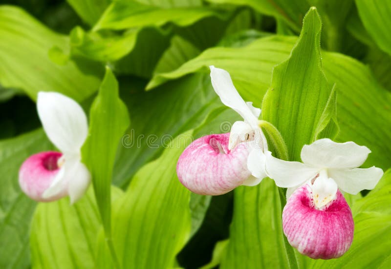 Closeup Pink ladppers wilppers wildblomma på skogsgolv under sommaren fotografering för bildbyråer