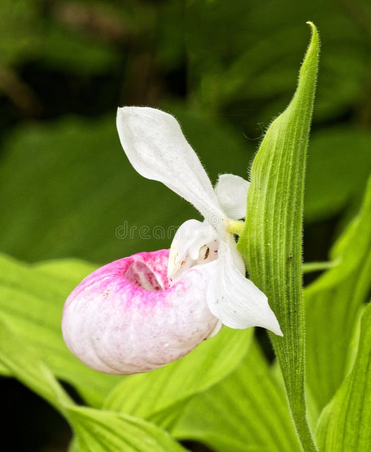 Closeup Pink ladys todblomma på skogsgolv under sommaren arkivbild