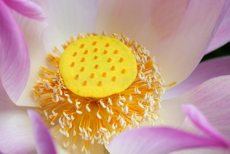 Closeup of Pink Lotus