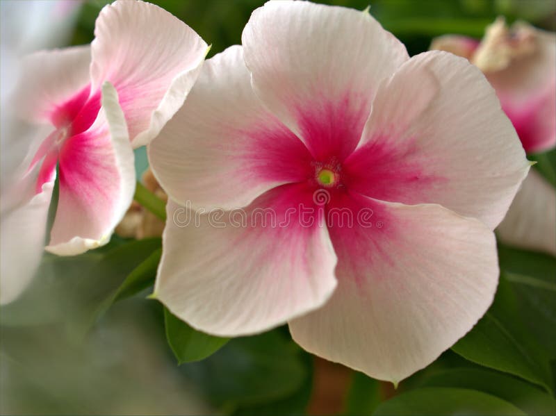 Closeup Pink Periwinkle Flowers with Green Leaf in Garden Stock Image 