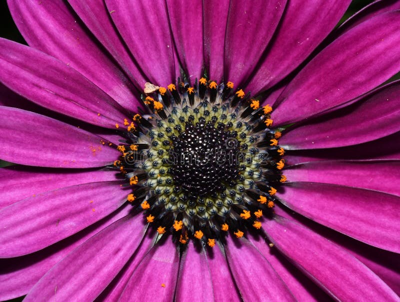 22,208 Pink Daisies Stock Photos - Free & Royalty-Free Stock Photos from  Dreamstime