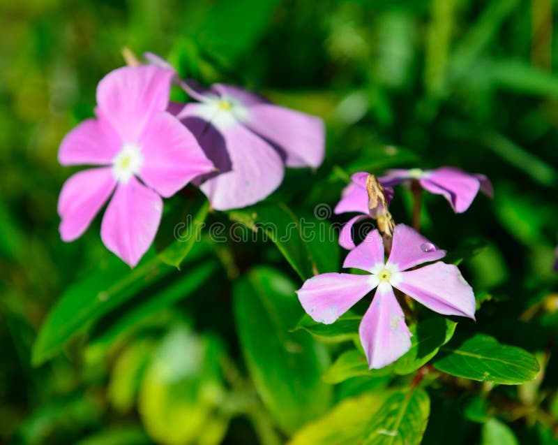 Closeup of the Pink Tropical Flowers in Hawaii Stock Image - Image of ...