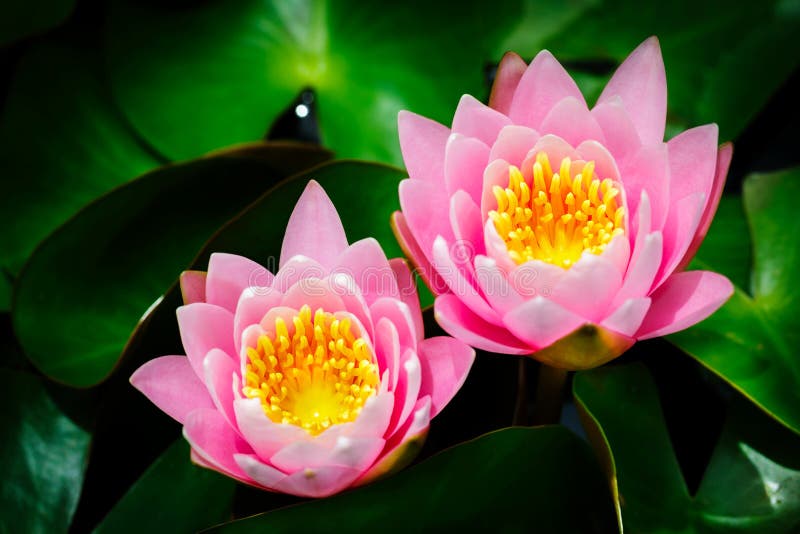 Closeup Pink Water Lilly