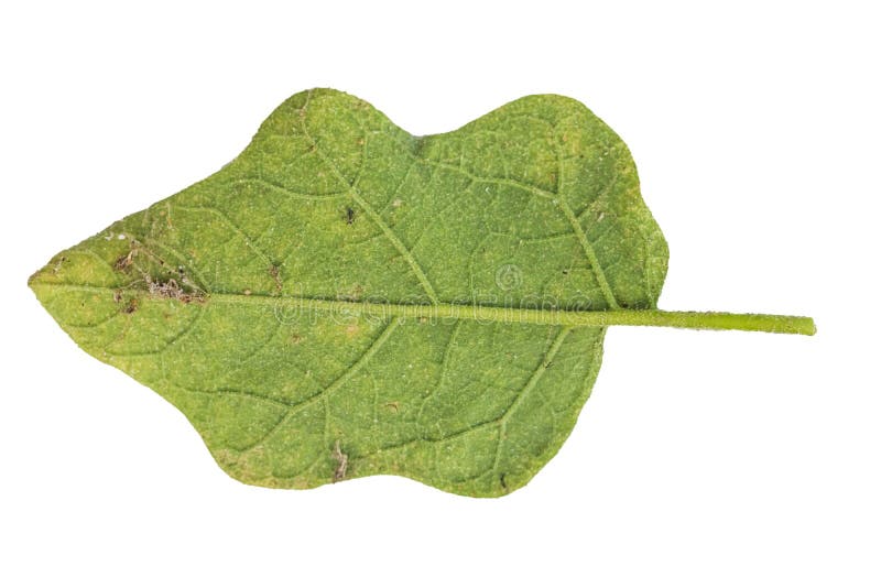 230 Eggplant Disease Stock Photos Free & RoyaltyFree Stock Photos