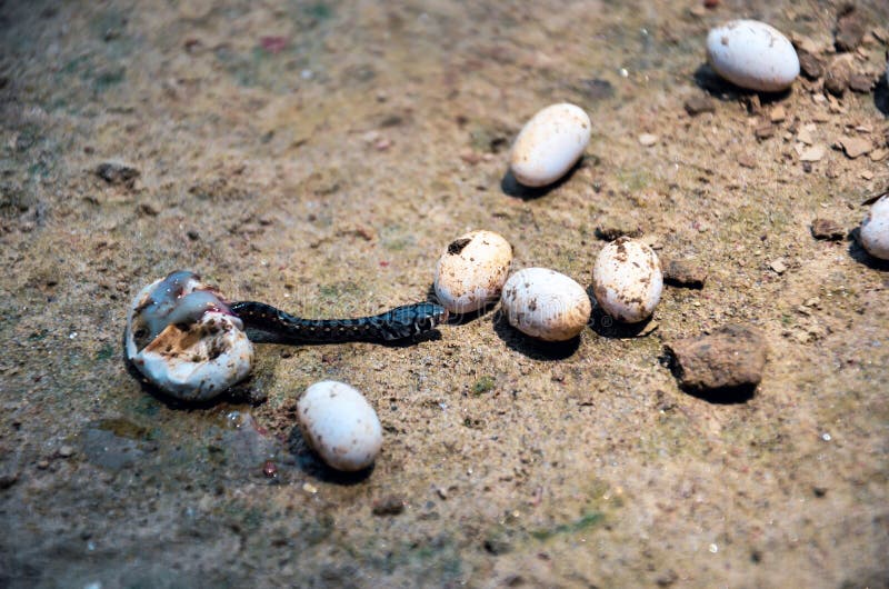 Closeup of Poisonous Black Snake Breeding from the Snake Egg. Snake ...