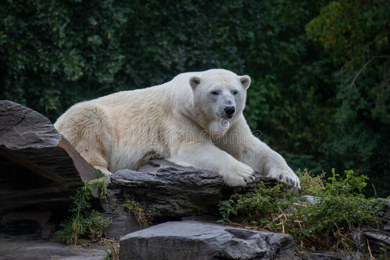 Closeup of a Polar Bear Lying on Rocks in a Zoo Stock Photo Image of