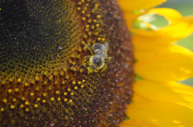 Closeup of pollen covered bee on yellow sunflower
